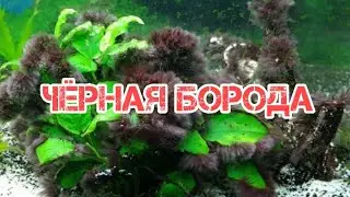 ПРИЧИНЫ ПОЯВЛЕНИЯ ЧЁРНОЙ БОРОДЫ И СПОСОБЫ БОРЬБЫ С НЕЙ