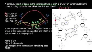 DNA, mRNA, Codons -2