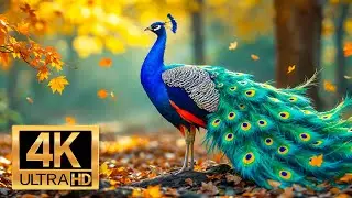 The Vibrant Bird World - Beautiful Relaxing Music 🦜 Positive Energy, Morning Music