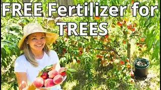 FREE fertilizer for TREES