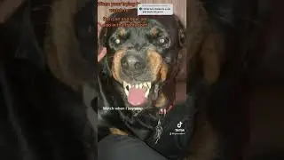 Asking my Rottweiler for his guard dog face. And to stop growling.