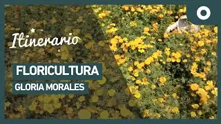 Itinerario - Gloria Morales, floricultura