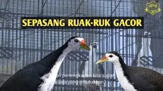 Ruak ruak gacor malam hari jinak jantan dan betina asli tanpa isian