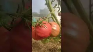 Пора прищипнуть макушки у перцев и томатов///