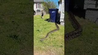 huge reticulated python outside