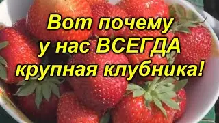 Всего одна подкормка и ягода на клубнике будет КРУПНОЙ! 