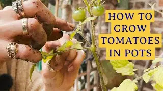 How To Grow Tomatoes In Pots