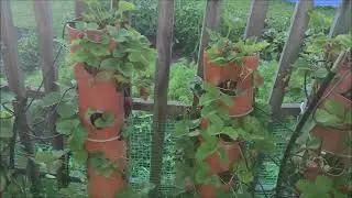 Клубника в вертикальных трубах на даче с ягодами.