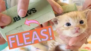 Ick! These Kittens Need a Flea Bath! (How to tell if a kitten has fleas--and what to do.)