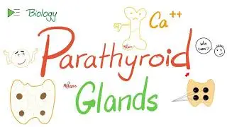 Parathyroid Glands - Parathyroid hormone (PTH or Parathormone) - Calcium - Endocrine System