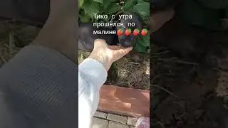 Малыш Тико интенсивно исследует территорию, пока всем доволен🍓🍓🍓