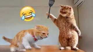 Funniest Animals 2023 😅Best Cats and Dogs Videos 🐶😹 Part 20