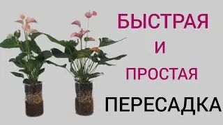 Пересадка антуриумов методом ПЕРЕВАЛКИ. Быстро и просто.