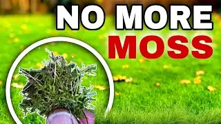 Can these 3 Methods Instantly KILL Moss in the Lawn?