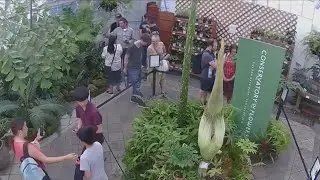 People line up to visit corpse flower about to bloom at SF Conservatory of Flowers