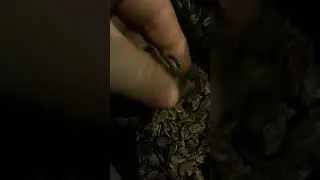 Семена арбуза сорт 