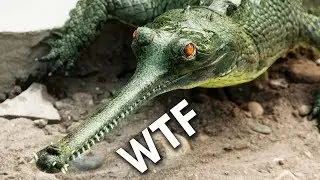 Gharials: Don’t Boop The Snoot