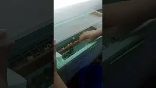 Вылуп перепелят!