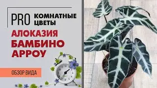Алоказия Бамбино Арроу - обзор сорта | Чем он отличается от Алоказии Полли