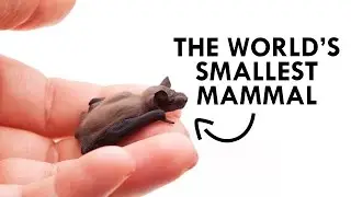 The Bumblebee Bat is the Worlds Smallest Mammal