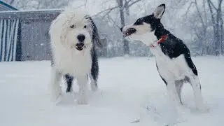 Snow Day w/ the Dogs. Nashville, TN | GoPro Hero 10 #shorts