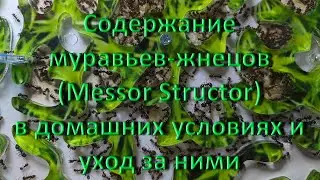 Содержание муравьев-жнецов (Messor Structor) в домашних условиях и уход за ними