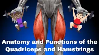 Anatomy and Functions of the Quadriceps Femorii and Hamstrings