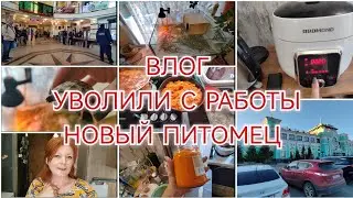 МЕНЯ УВОЛИЛИ / ЧТО ПЛАНИРУЮ ДЕЛАТЬ ДАЛЬШЕ / НОВЫЙ ПИТОМЕЦ / ГОТОВКА /5 июня 2024 г.