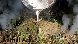 Casting an Ant Colony on a Log with Aluminum (Cast #116)