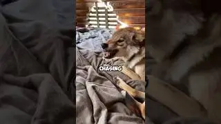 A wolf begging to be adopted. #healing #shortvideo #wolf #funny #shorts #love