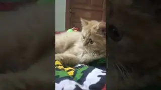 Funny cat videos