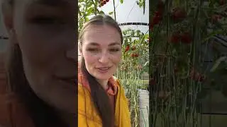 Обзор теплицы - вот как растёт!