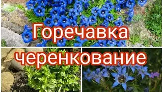 ГОРЕЧАВКА , ЧЕРЕНКОВАНИЕ .