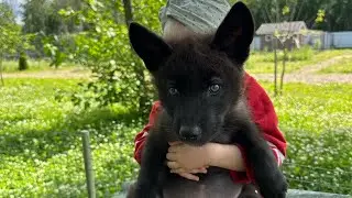 Жизнь с волчатами интересней‼️У каждого свой любимчик, а у вас кто⁉️