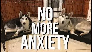 Crate Training A Dog With Separation Anxiety - Siberian Husky Training