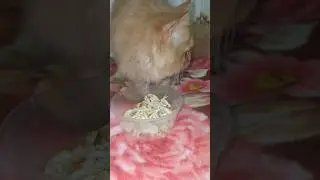 Adorable Kitten Enjoys Chicken Snack! 🐱🍗