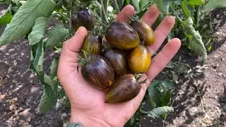 Пожалуй, вкуснейший сорт томата что я пробовал! Атомный виноград Брэда - обзор сорта.
