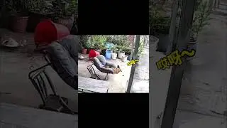 Смешные животные