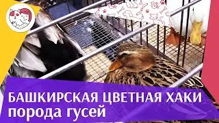 Порода  гусей БАШКИРСКАЯ ЦВЕТНАЯ ХАКИ  Агропромышленная выставка Золотая  осень 2016 iLikePet