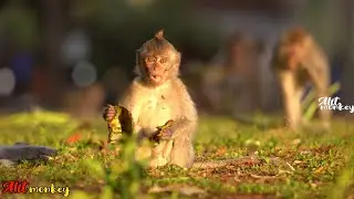 It's nice to be able to enjoy food without anyone disturbing you #monkeyseating