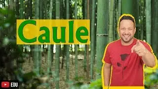 Caule - Conceito, Funções e Partes - Morfologia vegetal