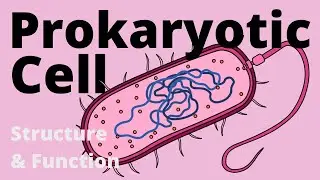 Structure and Function of a Prokaryotic Cell (Bacteria)