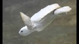 Albino Turtle Hatchling Spotted By Wildlife Volunteers On Queensland Beach