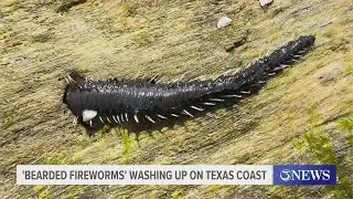 'Bearded Fireworms' found on area beaches!