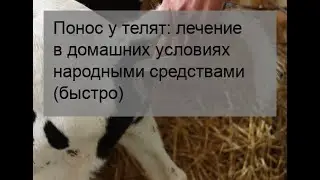 Понос у телят: лечение в домашних условиях народными средствами (быстро)