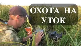 ОХОТА НА УТОК! Охота с двухстволкой на вечерней зорьке.