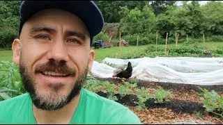 Using chickens for garden insect control