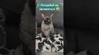 🤣😂🙈 Приколы 2024 #shortsvideo #приколы #funny #смех #тикток #short #смешно  #shorts #юмор #cat