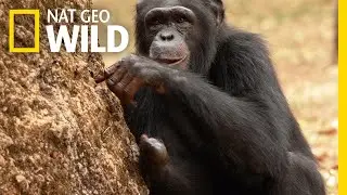 Watch As a Chimp Learns New Skills | Chimp School