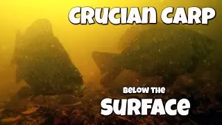 Float fishing for Crucian Carp - with underwater footage